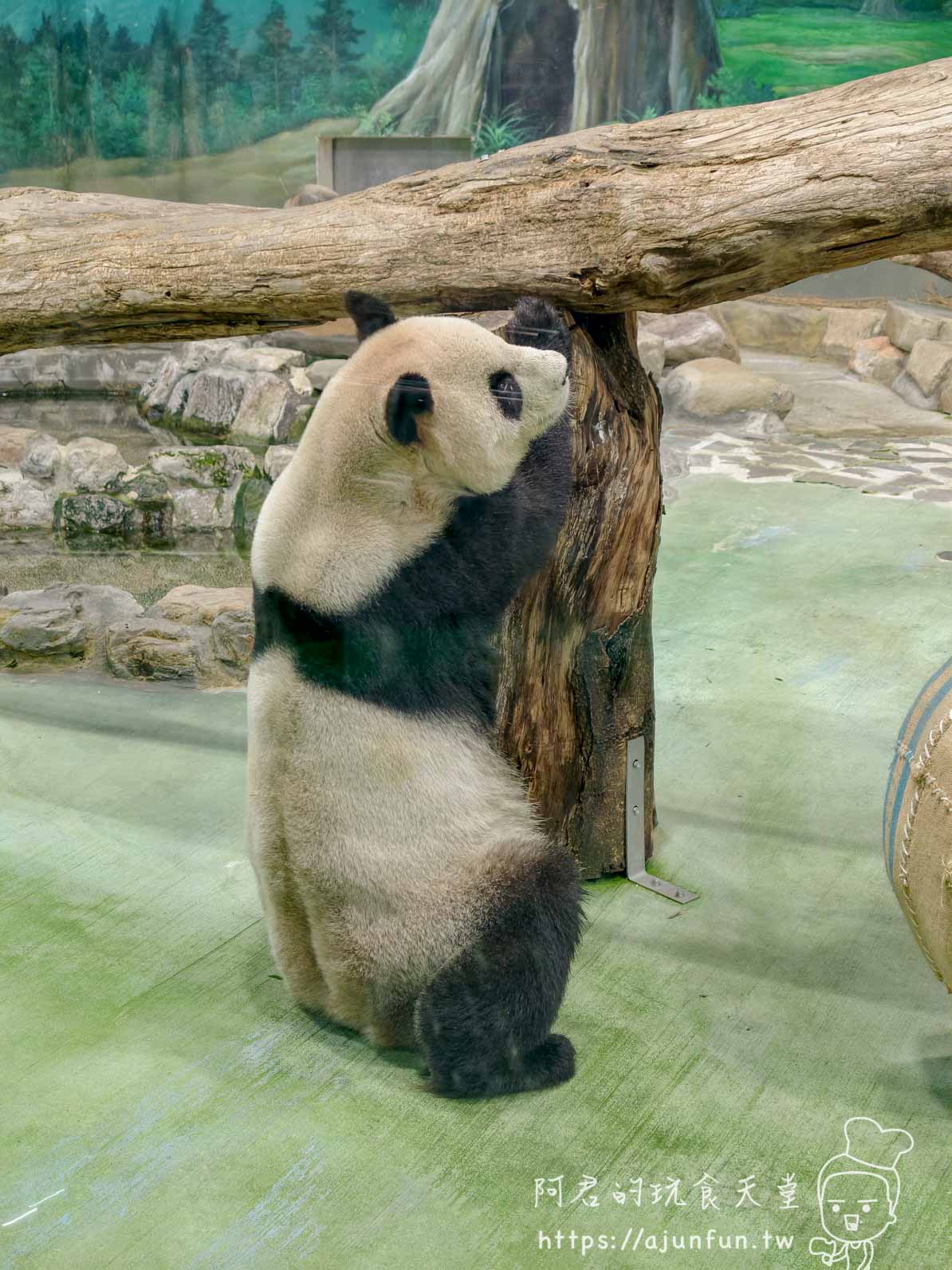 台北木柵動物園攻略 2026｜4 大必去館、3 個避雷提醒一次看