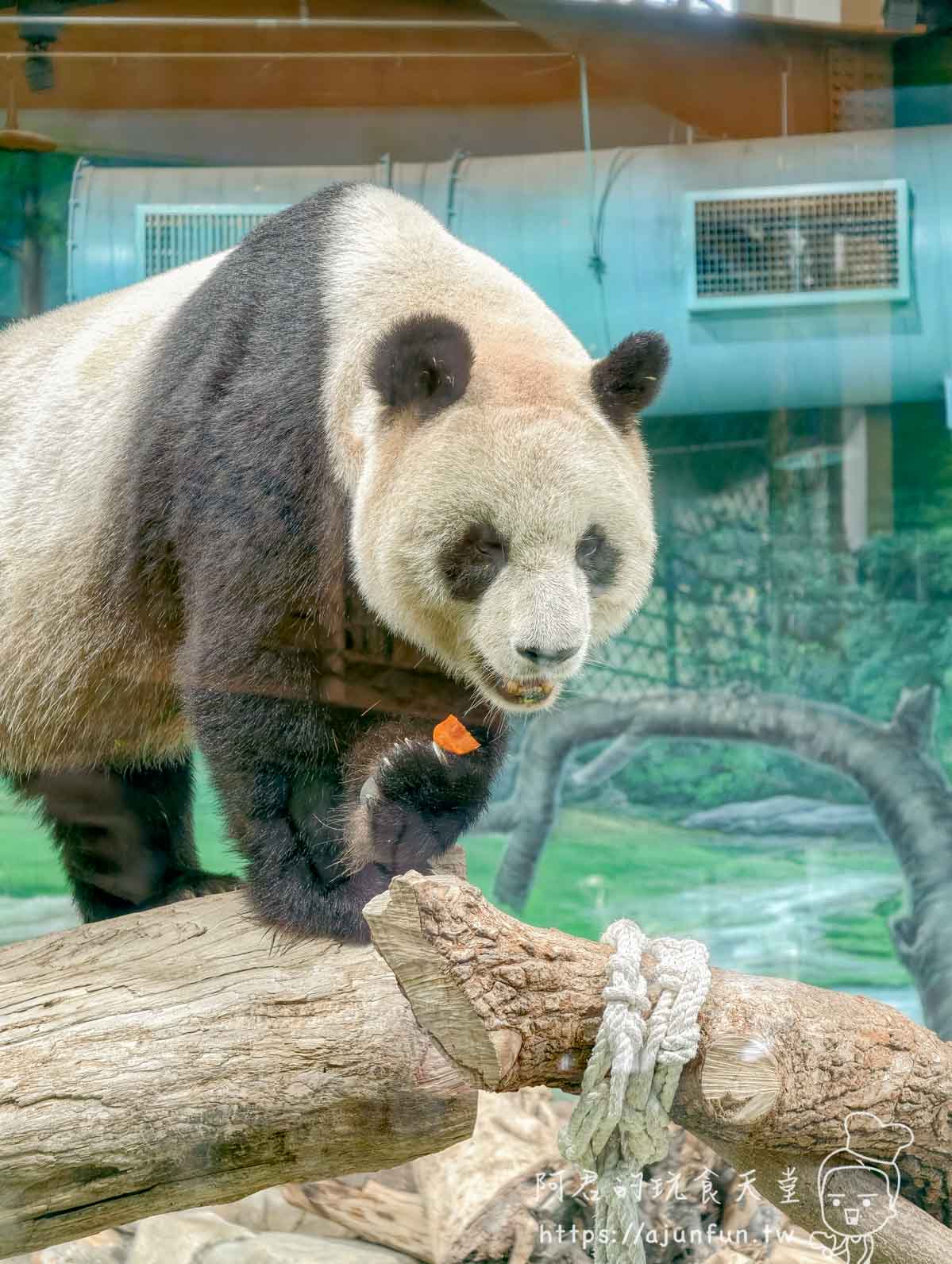 台北木柵動物園攻略 2026｜4 大必去館、3 個避雷提醒一次看