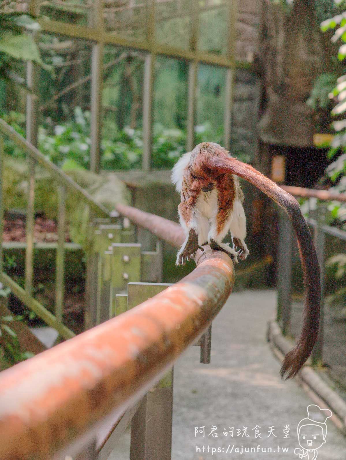 台北木柵動物園攻略 2026｜4 大必去館、3 個避雷提醒一次看