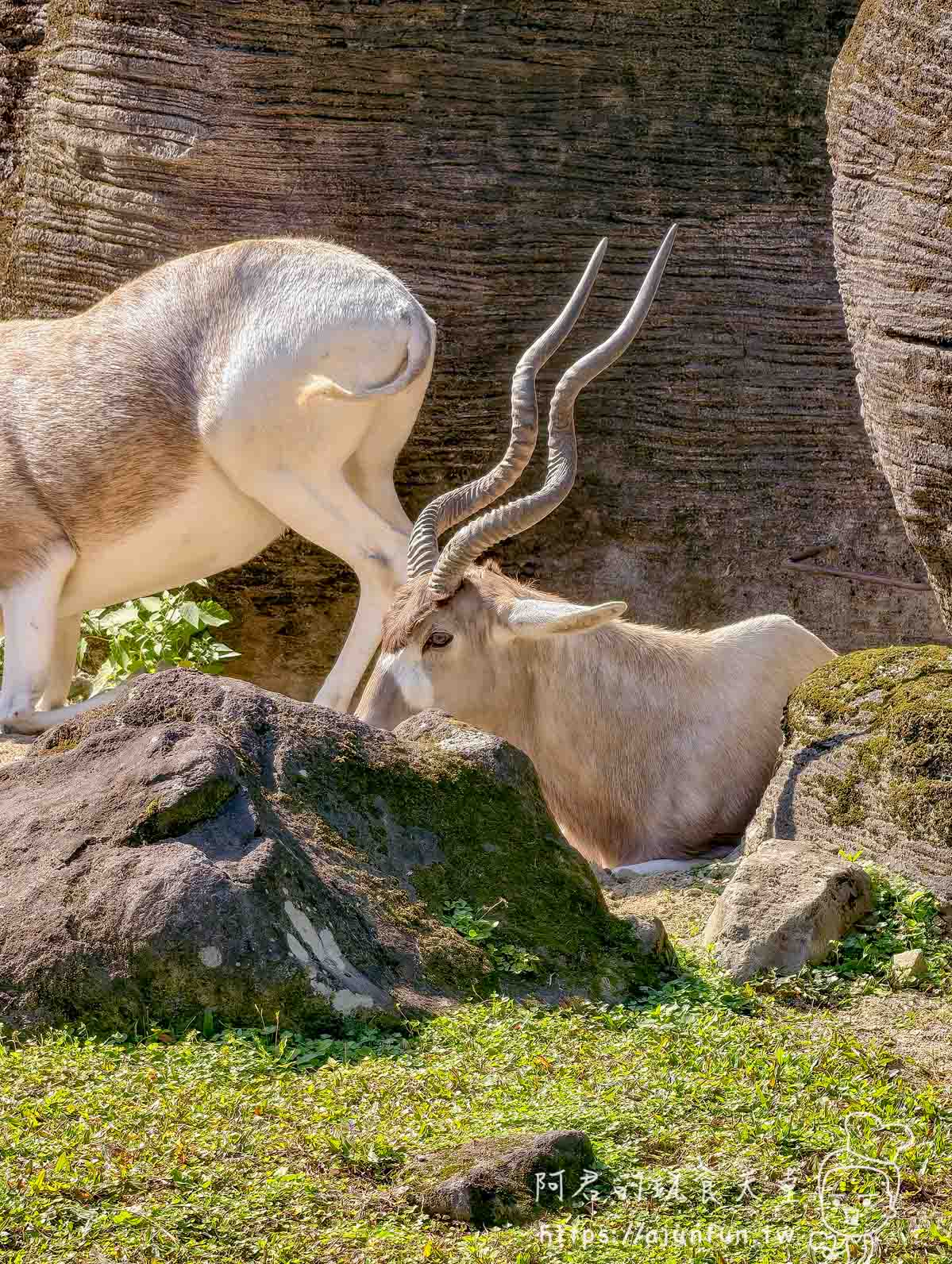 台北木柵動物園攻略 2026｜4 大必去館、3 個避雷提醒一次看