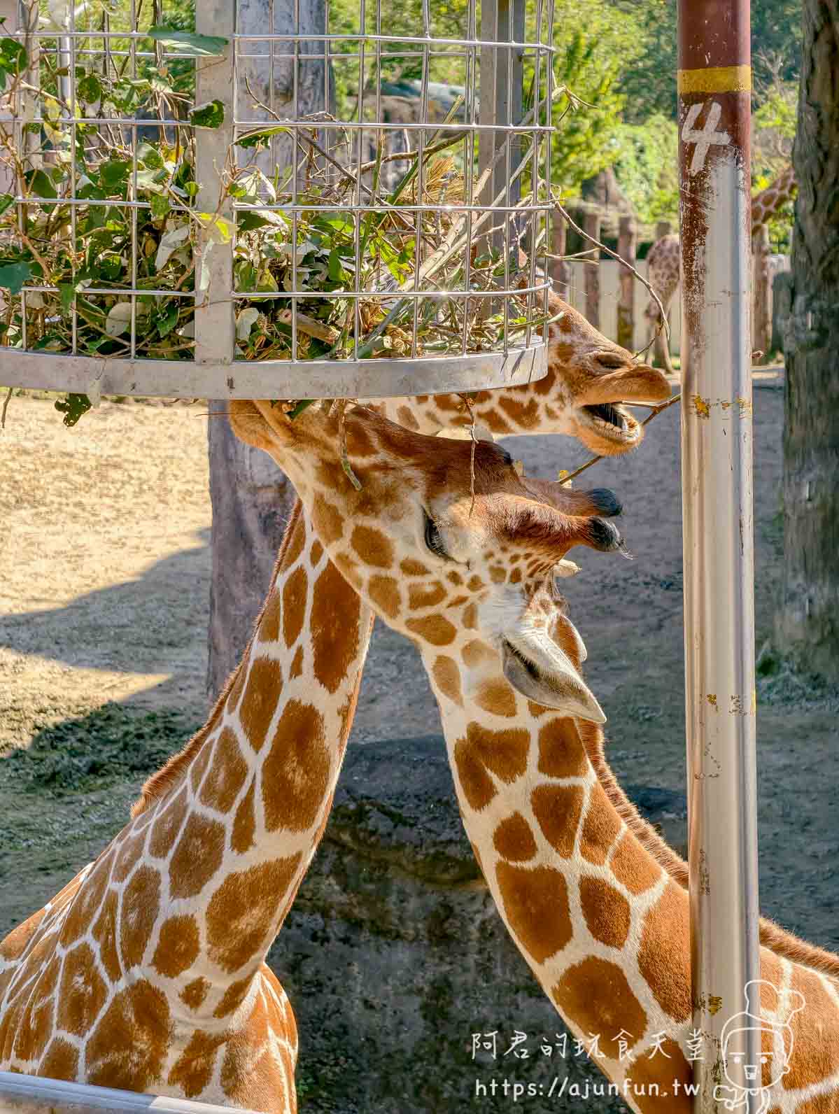 台北木柵動物園攻略 2026｜4 大必去館、3 個避雷提醒一次看