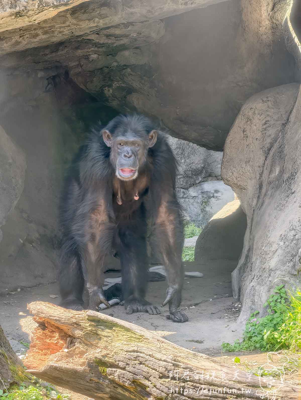 台北木柵動物園攻略 2026｜4 大必去館、3 個避雷提醒一次看