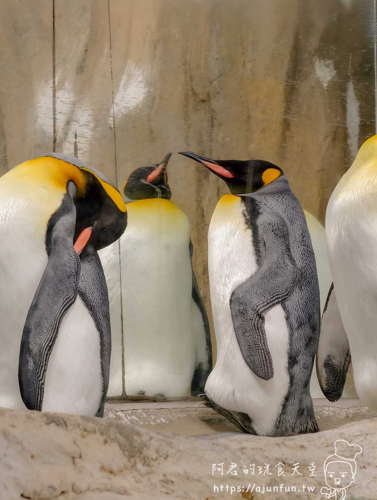 台北木柵動物園攻略 2026｜4 大必去館、3 個避雷提醒一次看