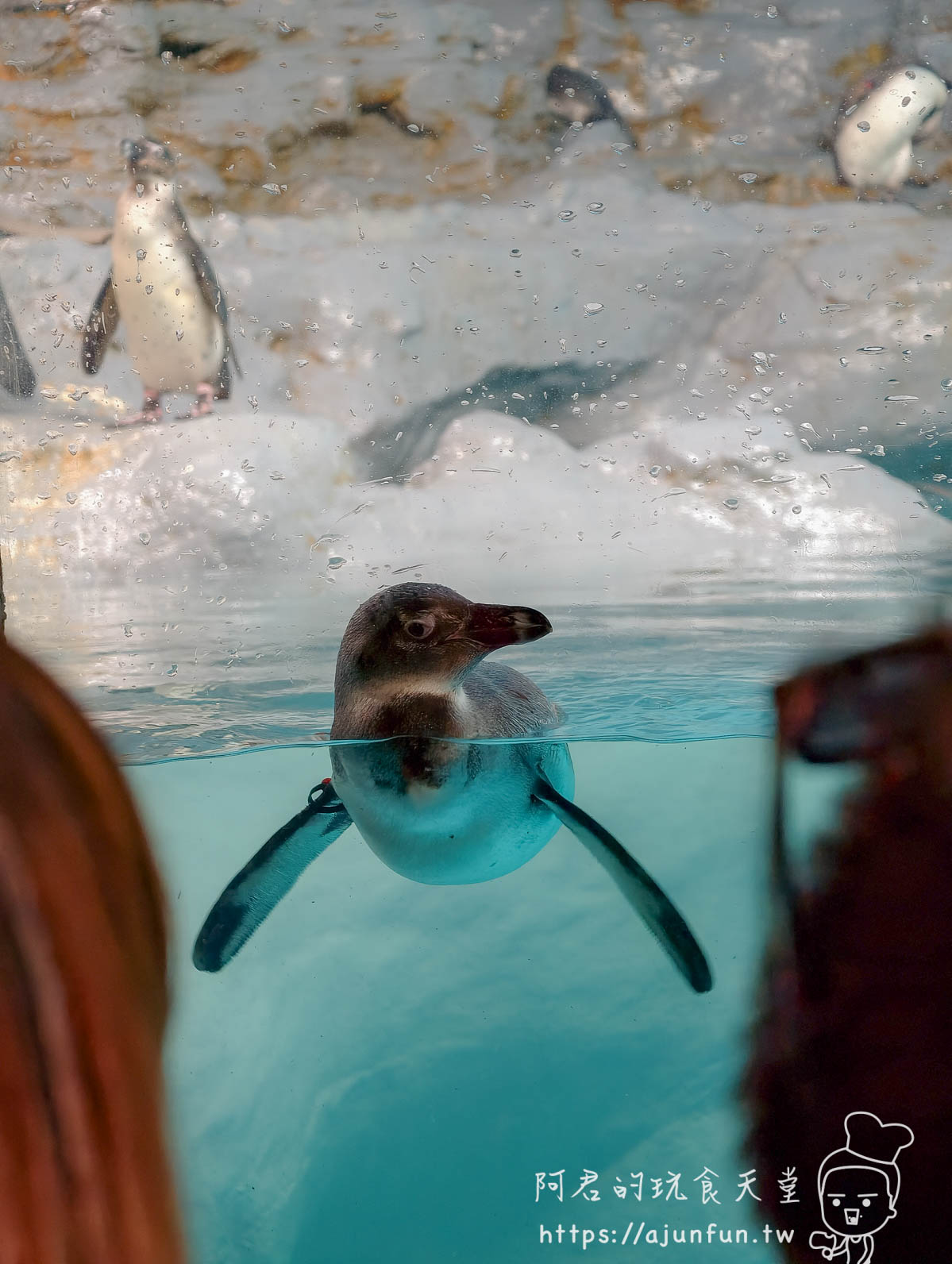 台北木柵動物園攻略 2026｜4 大必去館、3 個避雷提醒一次看