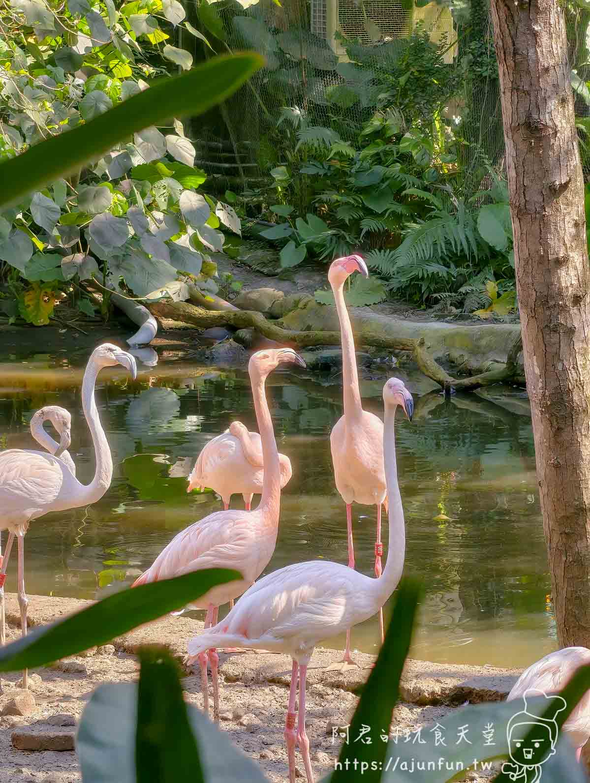 台北木柵動物園攻略 2026｜4 大必去館、3 個避雷提醒一次看