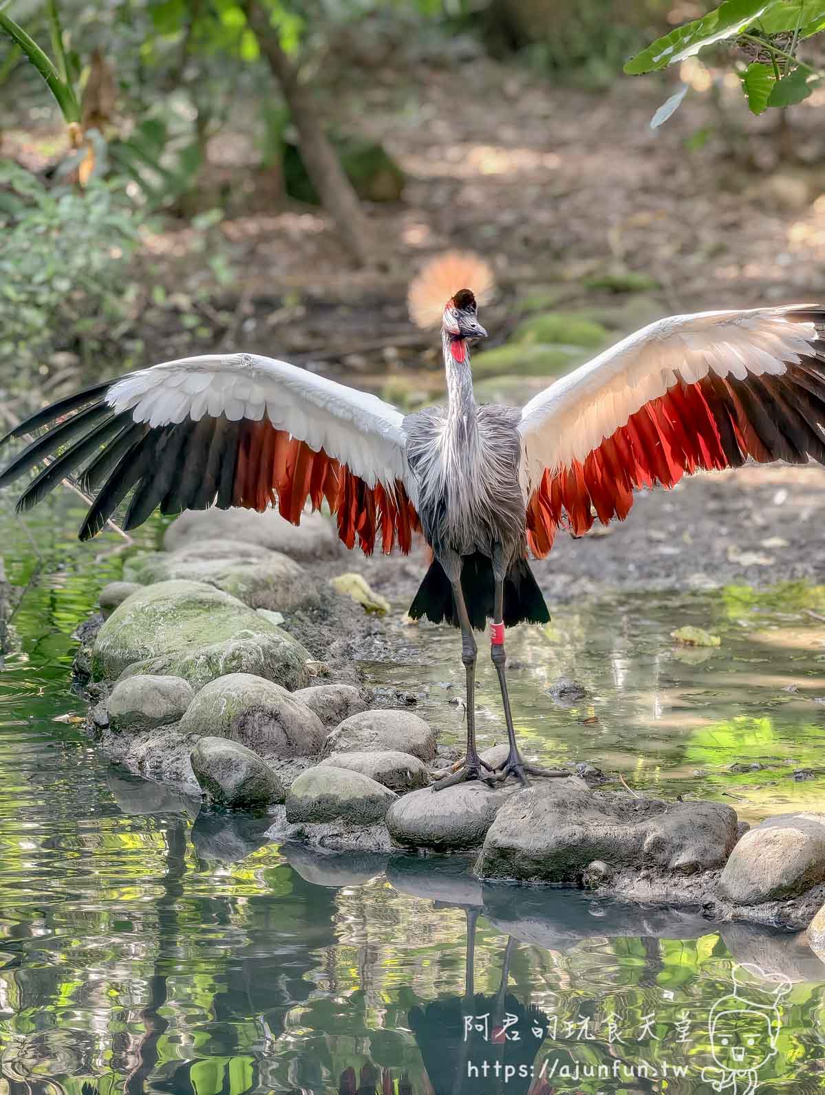 台北木柵動物園攻略 2026｜4 大必去館、3 個避雷提醒一次看