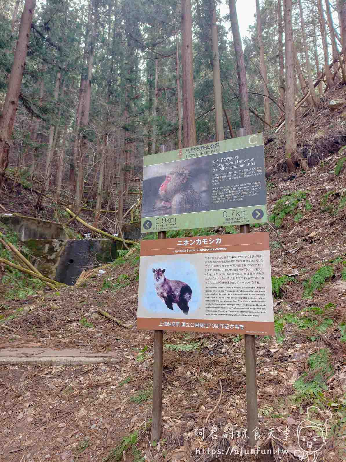 長野地獄谷野猿公苑攻略｜¥800 看猴子打架泡湯，40 分鐘山路值不值得走？