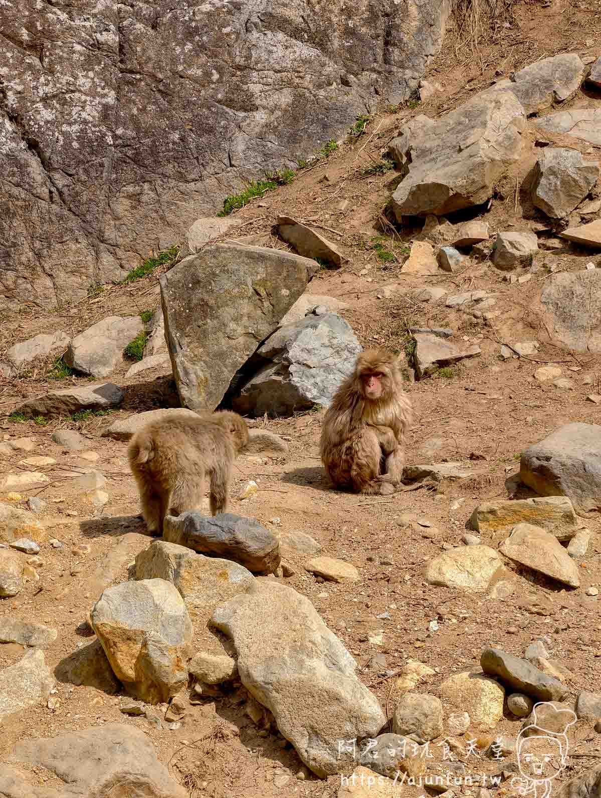 長野地獄谷野猿公苑攻略｜¥800 看猴子打架泡湯，40 分鐘山路值不值得走？