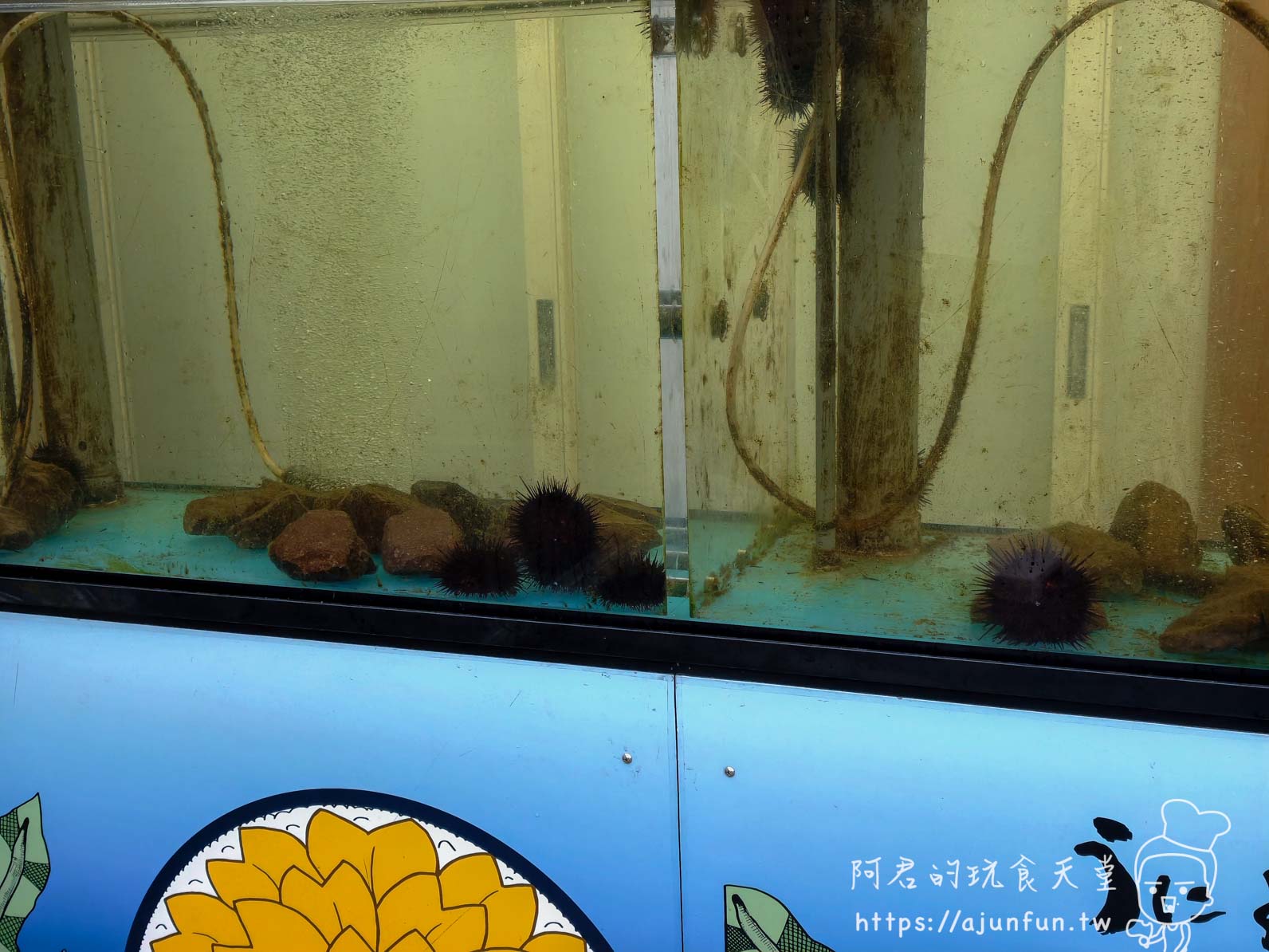 うにむらかみ 函館本店 店內活海膽展示水槽 - 阿君的玩食天堂