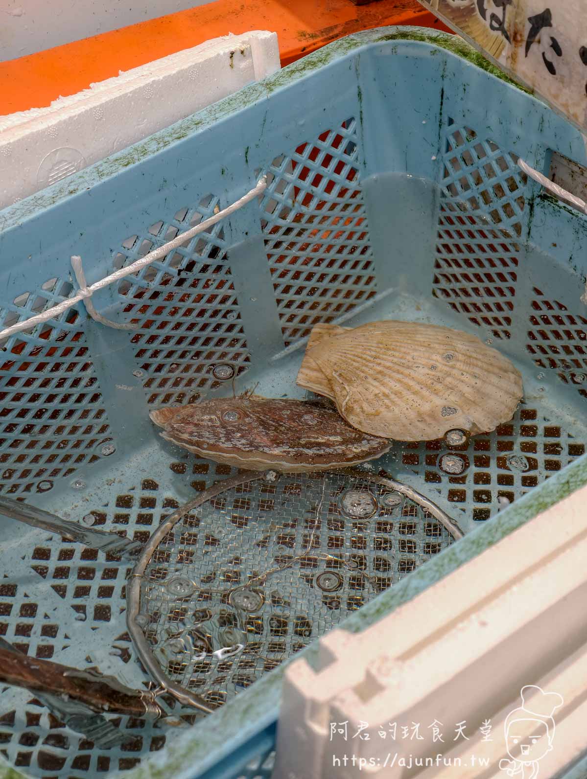 稲場魚介苑 北海道帆立貝原殼未烤狀態 貝柱白色厚實殼緣完整 - 阿君的玩食天堂