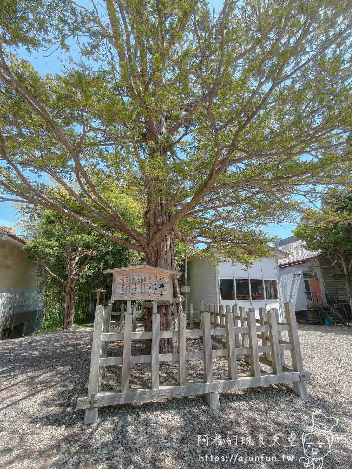湯倉神社 函館 御神木巨樹與木圍欄說明牌 - 阿君的玩食天堂