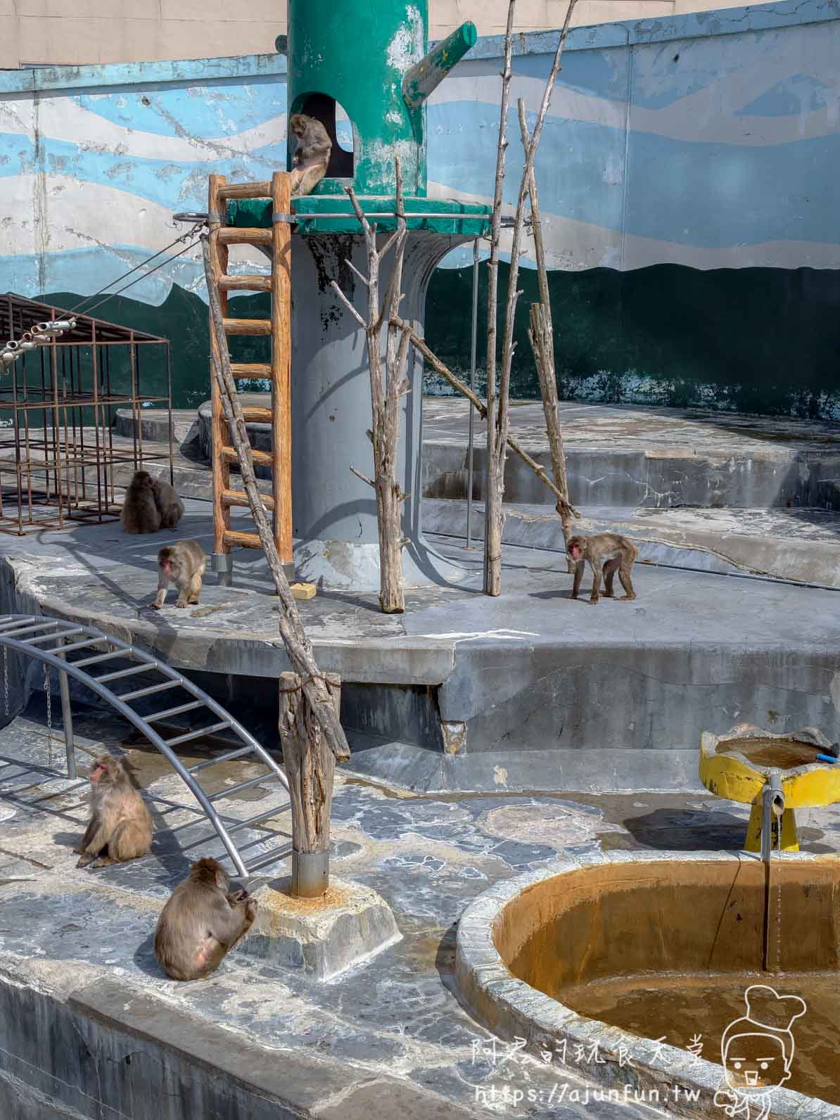 【函館景點】函館市熱帶植物園|泡湯猴攻略與值不值(2026) - 第7張圖 函館市熱帶植物園 猴子溫泉展示區全貌與圓形泡池 - 阿君的玩食天堂