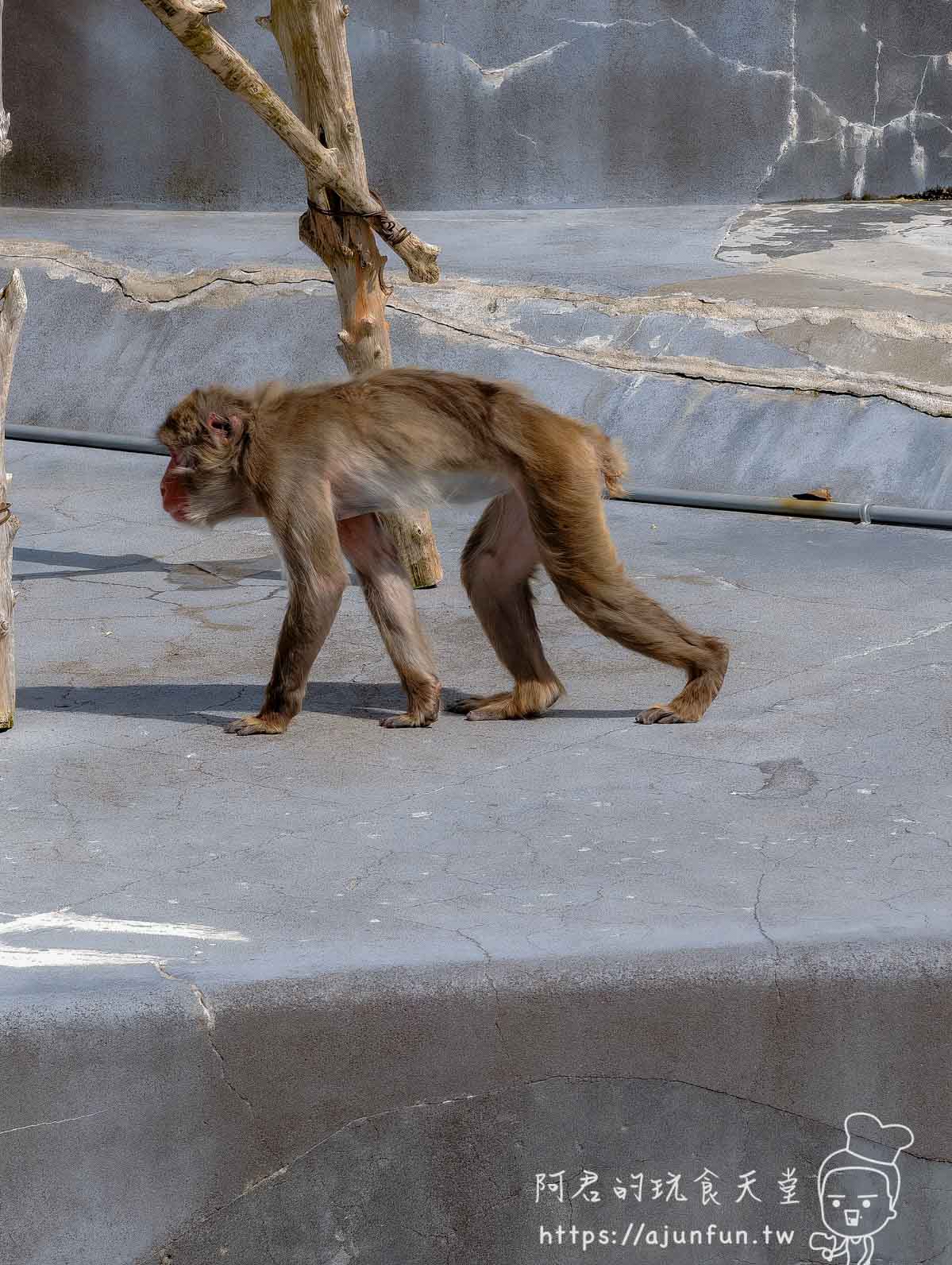 【函館景點】函館市熱帶植物園|泡湯猴攻略與值不值(2026) - 第3張圖 函館市熱帶植物園 日本獼猴行走於圍欄平台 - 阿君的玩食天堂