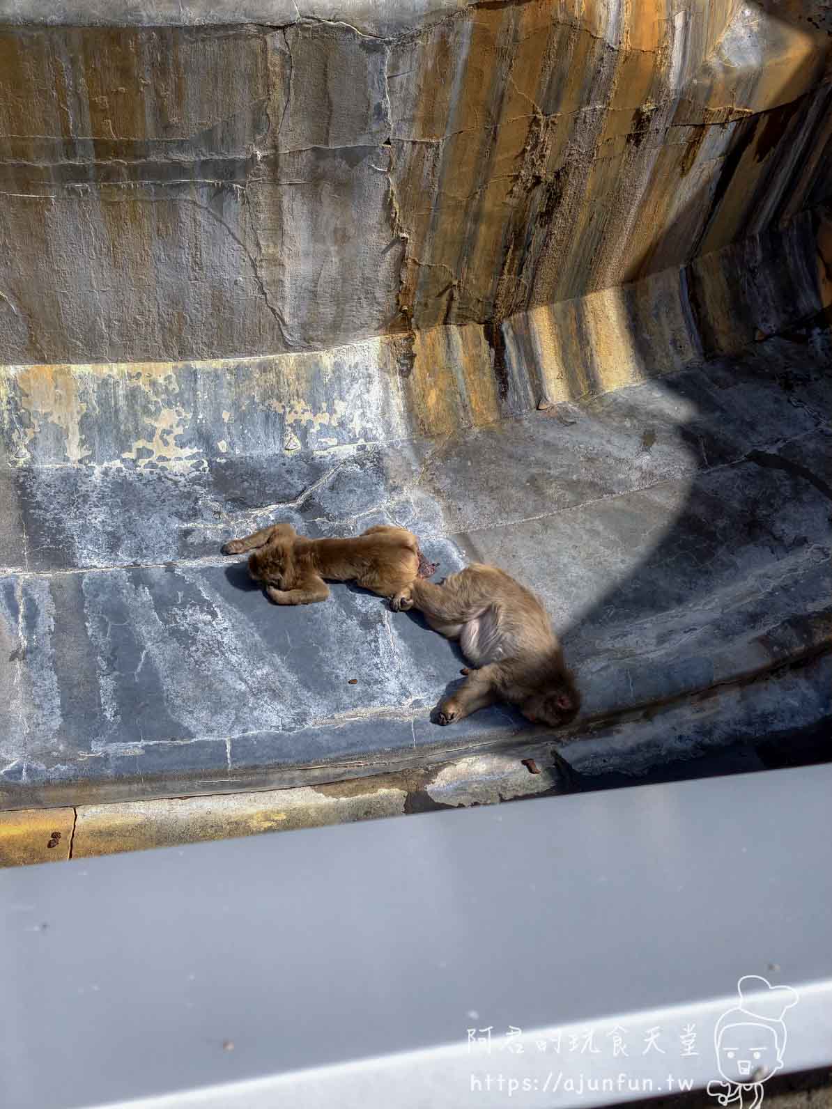 【函館景點】函館市熱帶植物園|泡湯猴攻略與值不值(2026) - 第8張圖 函館市熱帶植物園 兩隻猴子趴臥於石造溫泉浴池底部俯拍 - 阿君的玩食天堂