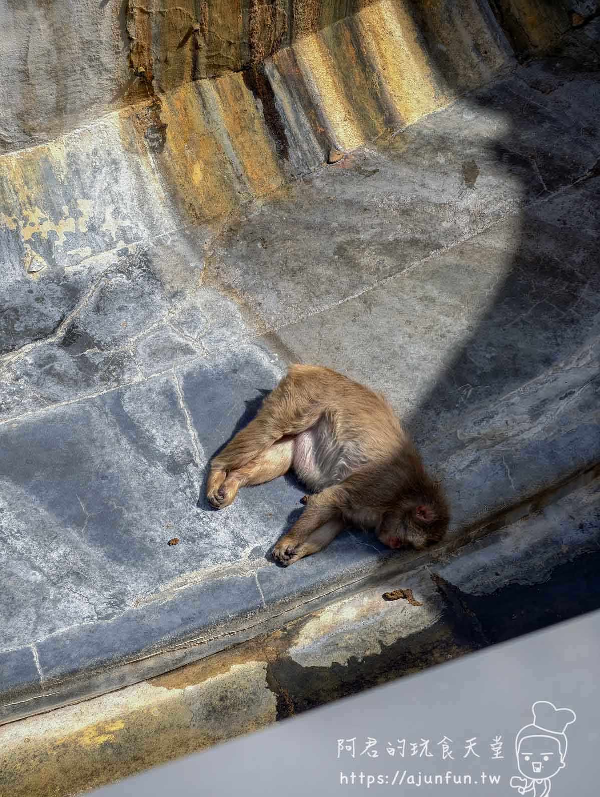 【函館景點】函館市熱帶植物園|泡湯猴攻略與值不值(2026) - 第10張圖 函館市熱帶植物園 獼猴蜷躺於石板地曬太陽 - 阿君的玩食天堂