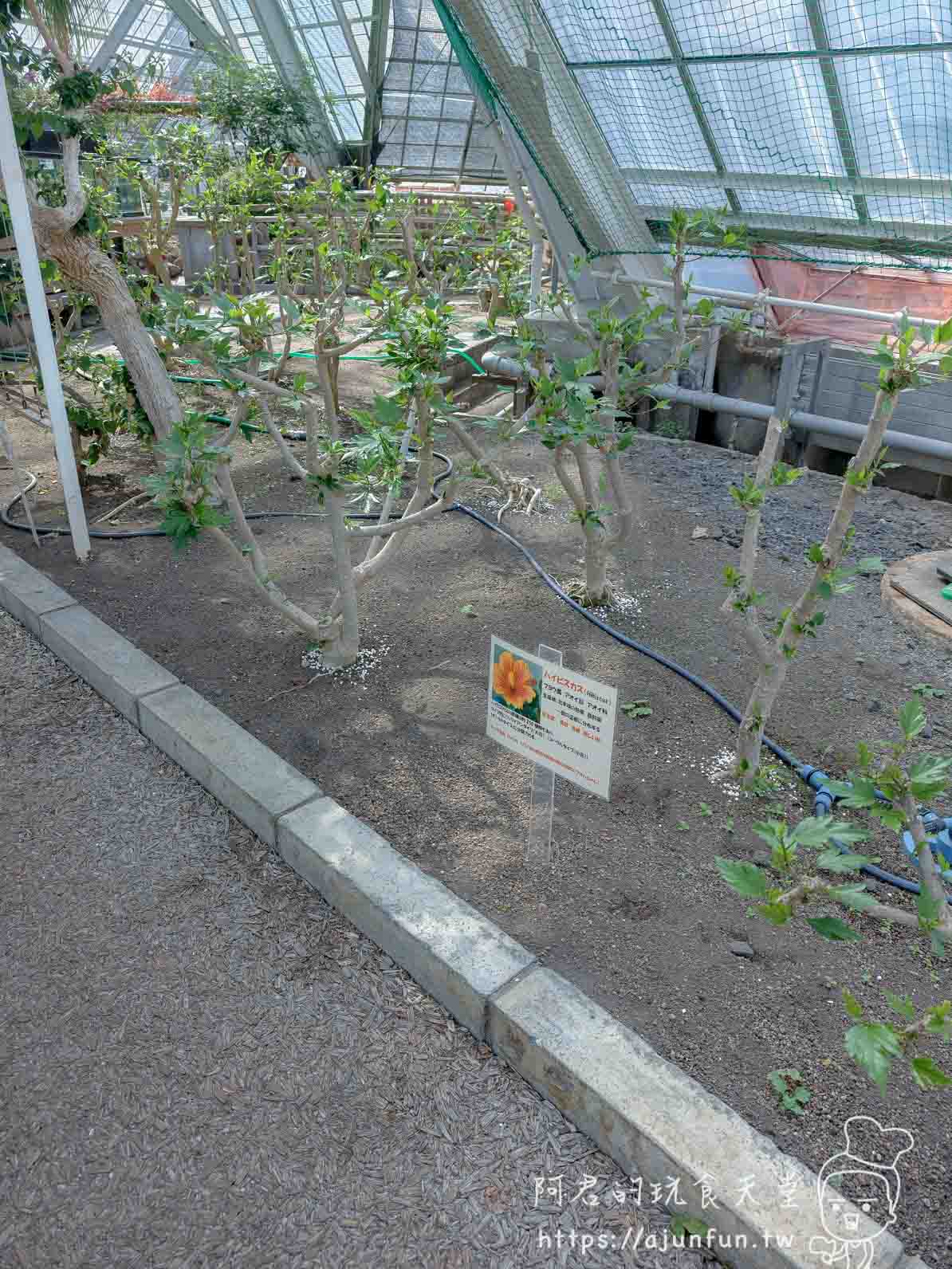 【函館景點】函館市熱帶植物園|泡湯猴攻略與值不值(2026) - 第29張圖 函館市熱帶植物園 溫室內落葉樹木區與植物說明牌 - 阿君的玩食天堂