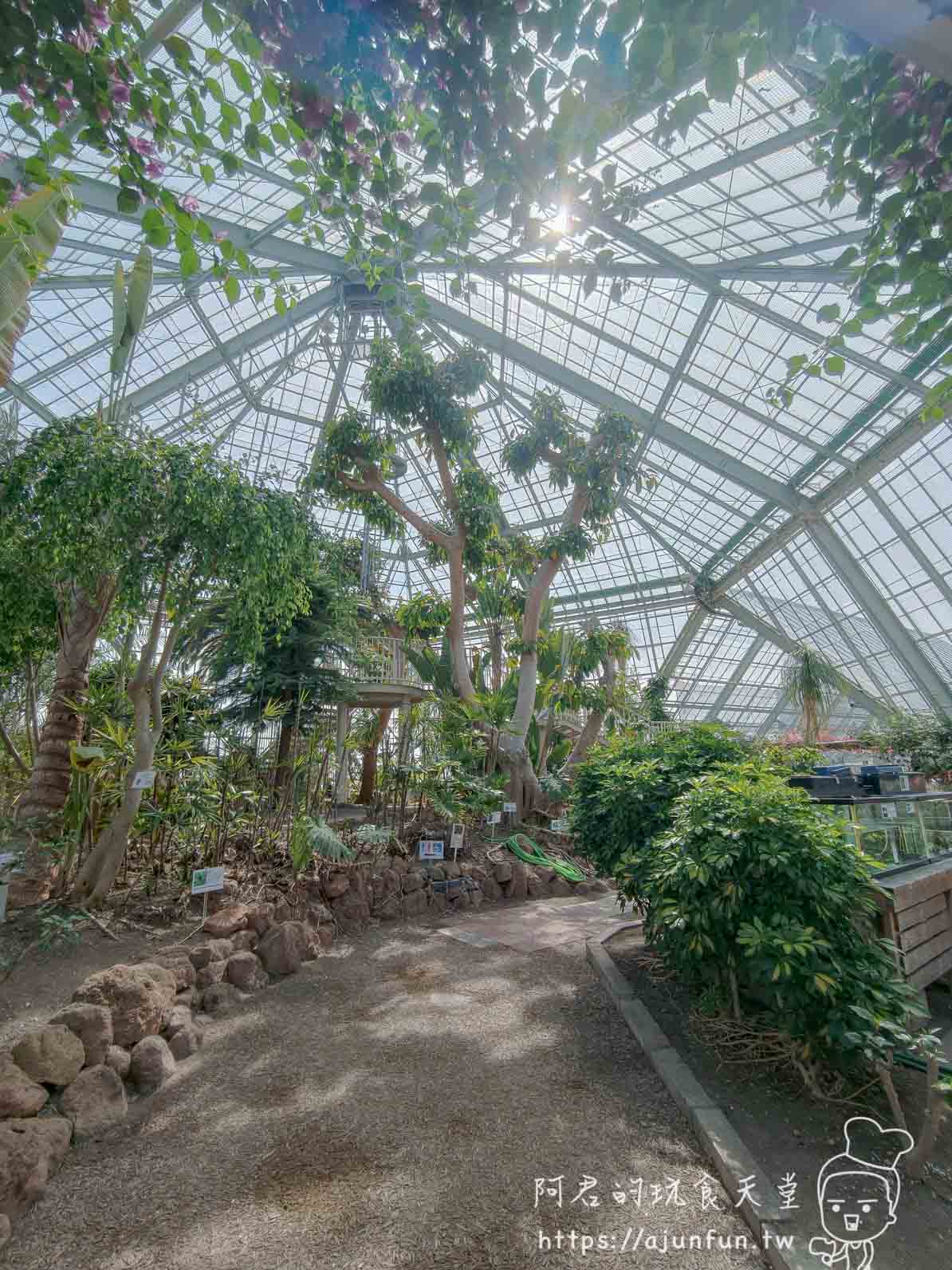 【函館景點】函館市熱帶植物園|泡湯猴攻略與值不值(2026) - 第14張圖 函館市熱帶植物園 溫室內部玻璃穹頂與高大熱帶樹木 - 阿君的玩食天堂