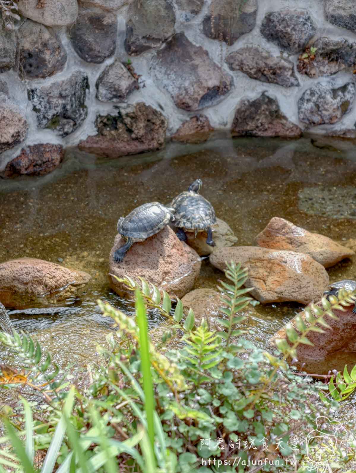 【函館景點】函館市熱帶植物園|泡湯猴攻略與值不值(2026) - 第18張圖 函館市熱帶植物園 水池中兩隻並排曬太陽的烏龜 - 阿君的玩食天堂