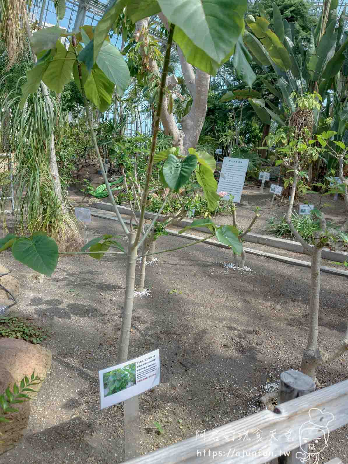 【函館景點】函館市熱帶植物園|泡湯猴攻略與值不值(2026) - 第30張圖 函館市熱帶植物園 溫室內闊葉樹與植物名牌展示區 - 阿君的玩食天堂