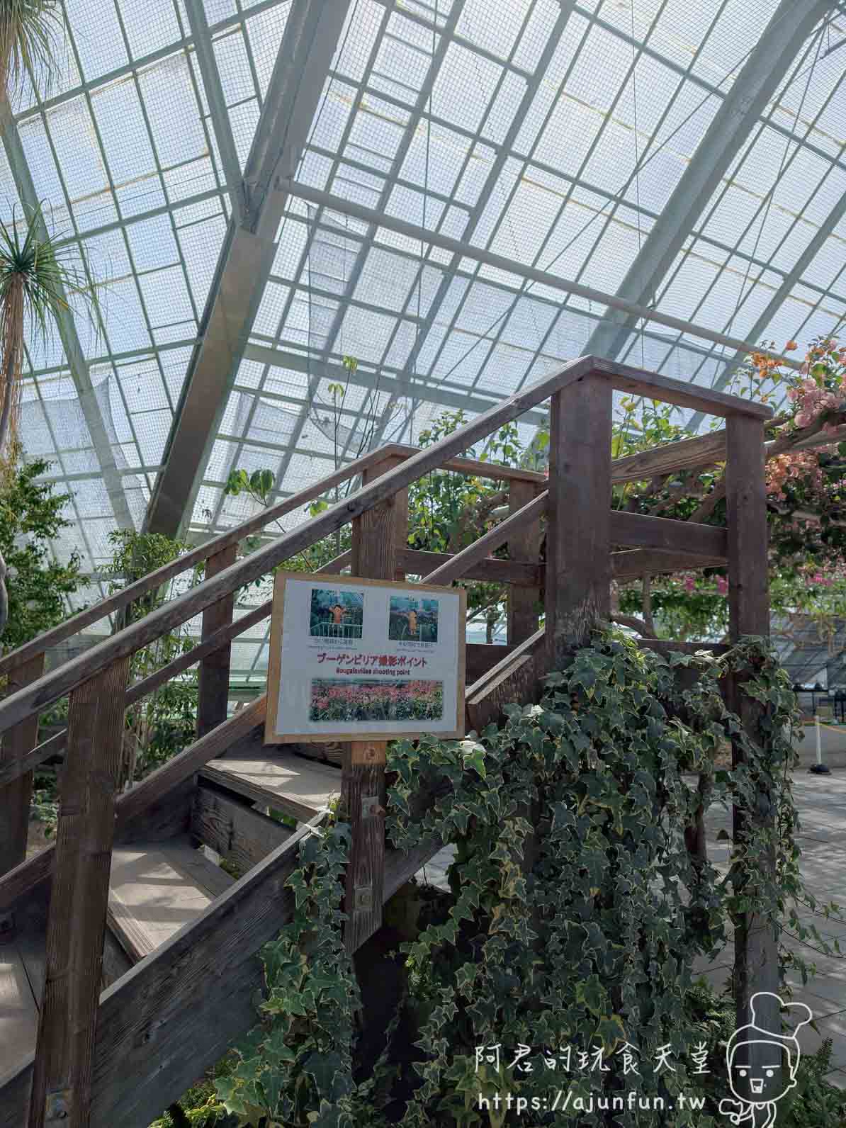 【函館景點】函館市熱帶植物園|泡湯猴攻略與值不值(2026) - 第13張圖 函館市熱帶植物園 溫室內九重葛攝影點指示牌與木製階梯 - 阿君的玩食天堂