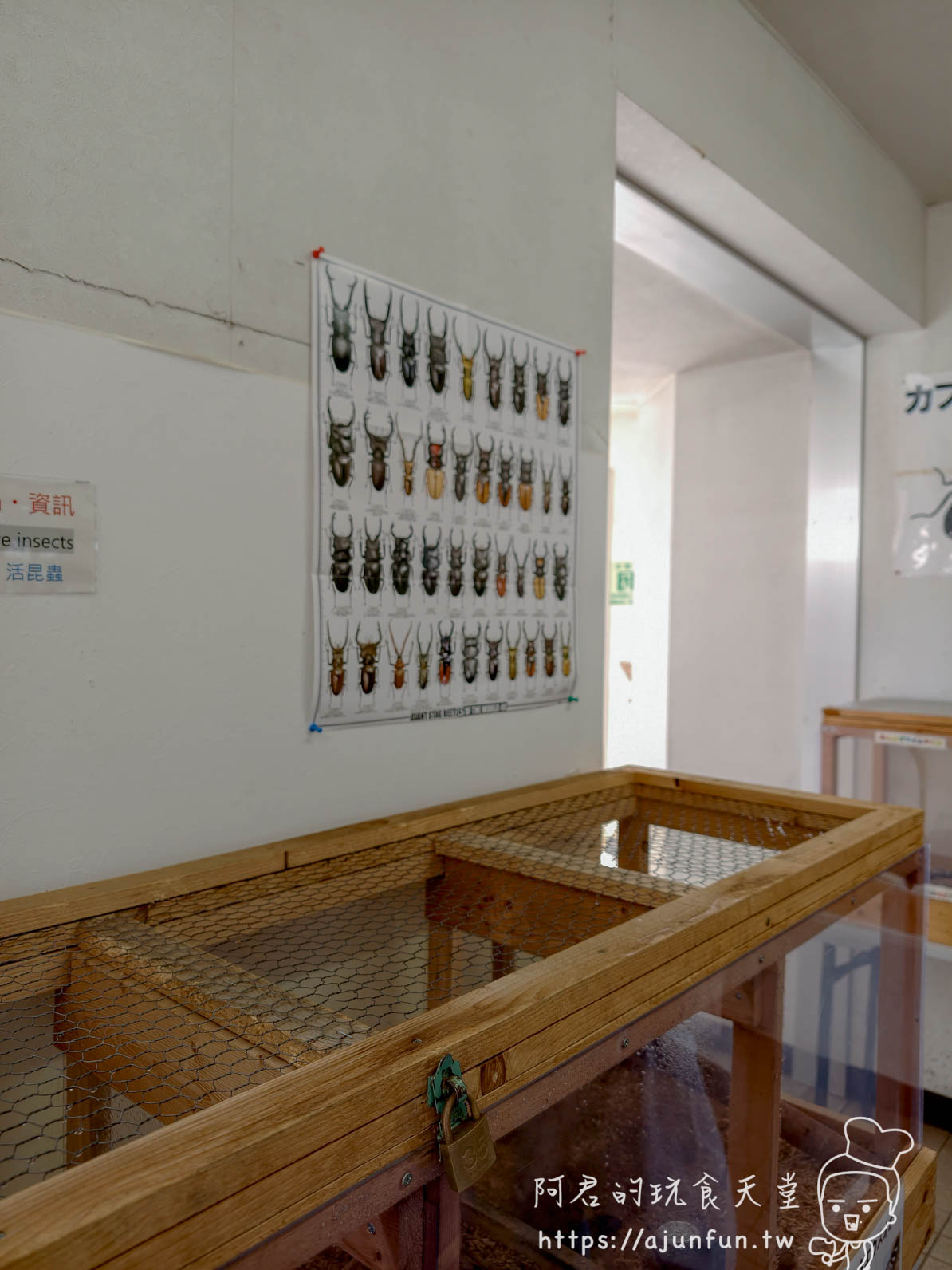 【函館景點】函館市熱帶植物園|泡湯猴攻略與值不值(2026) - 第21張圖 函館市熱帶植物園 昆蟲展示區鍬形蟲圖鑑海報與木製飼育箱 - 阿君的玩食天堂