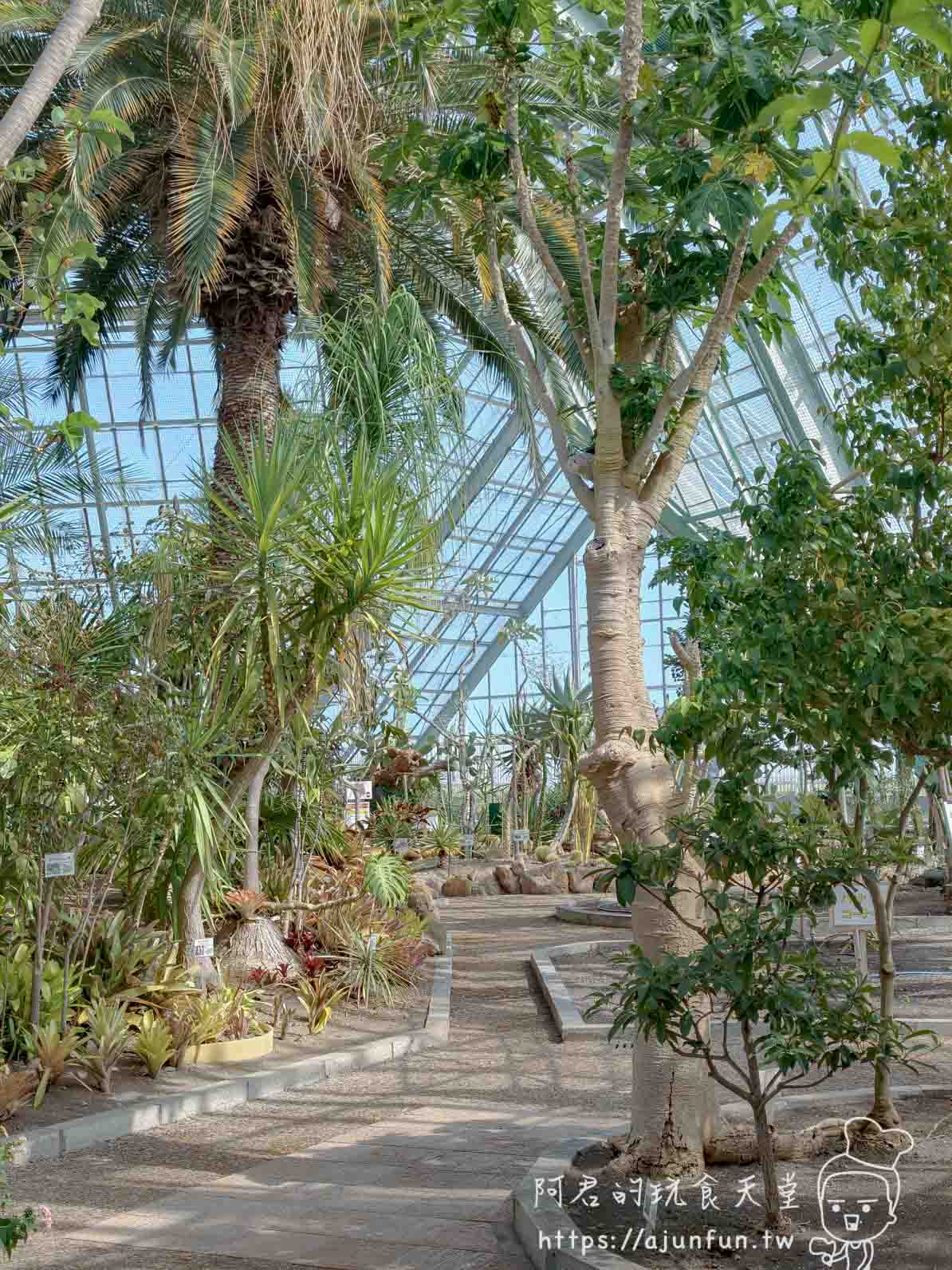 【函館景點】函館市熱帶植物園|泡湯猴攻略與值不值(2026) - 第25張圖 函館市熱帶植物園 玻璃溫室內熱帶植物步道全景 - 阿君的玩食天堂