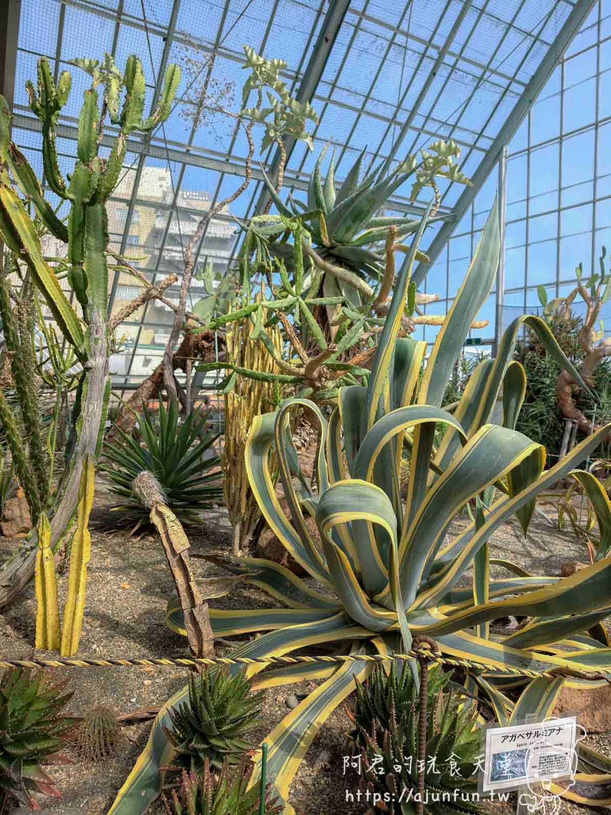 【函館景點】函館市熱帶植物園|泡湯猴攻略與值不值(2026) - 第15張圖 函館市熱帶植物園 溫室內龍舌蘭與仙人掌景觀 - 阿君的玩食天堂
