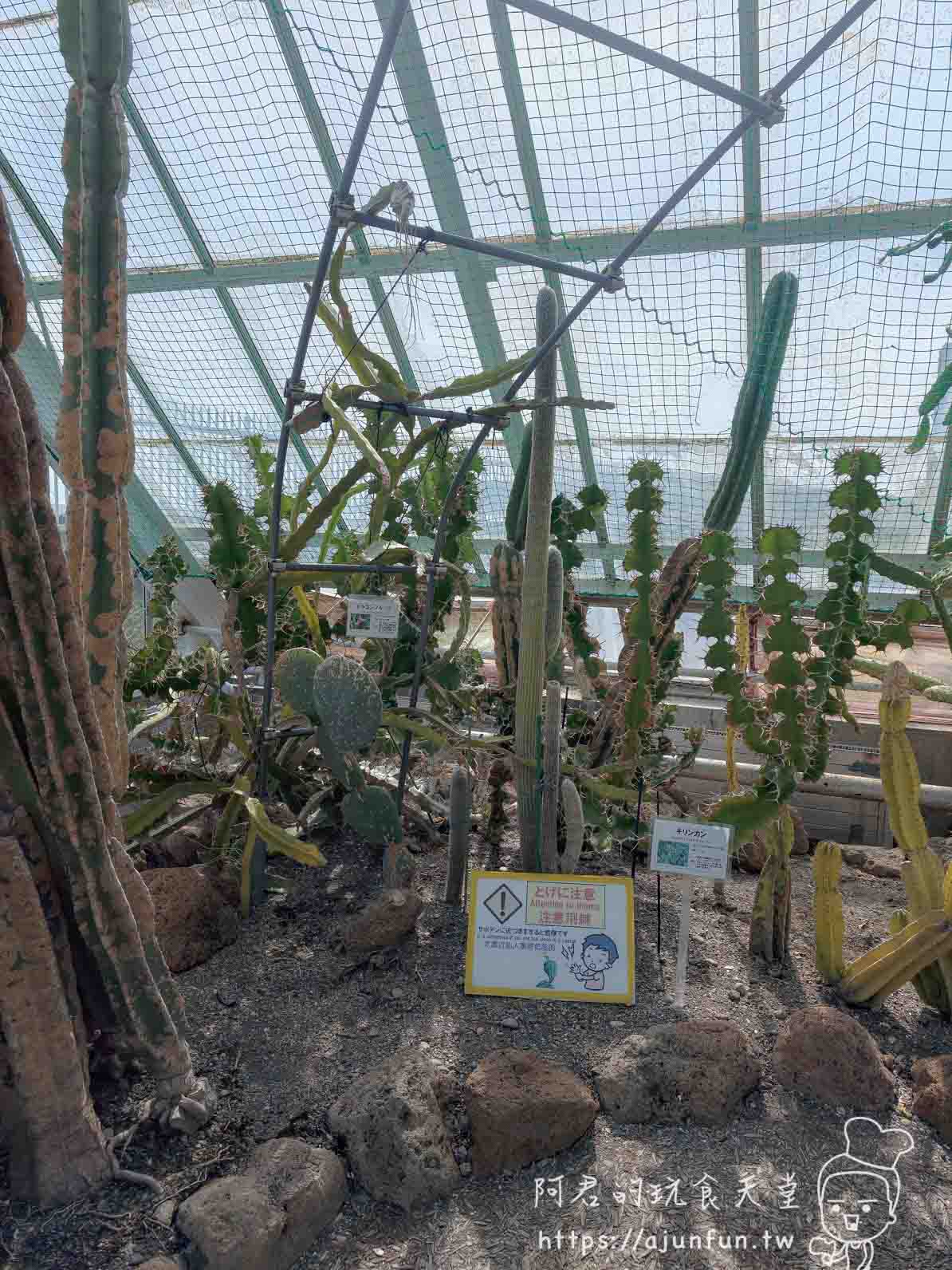 【函館景點】函館市熱帶植物園|泡湯猴攻略與值不值(2026) - 第17張圖 函館市熱帶植物園 溫室內仙人掌展示區與說明牌 - 阿君的玩食天堂