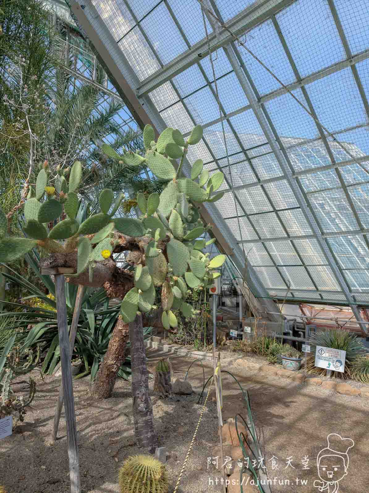 【函館景點】函館市熱帶植物園|泡湯猴攻略與值不值(2026) - 第16張圖 函館市熱帶植物園 溫室內仙人掌與玻璃屋頂仰角景 - 阿君的玩食天堂