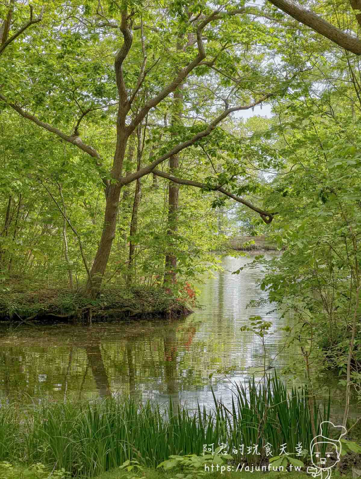 大沼公園 池畔綠意與水中樹影 - 阿君的玩食天堂