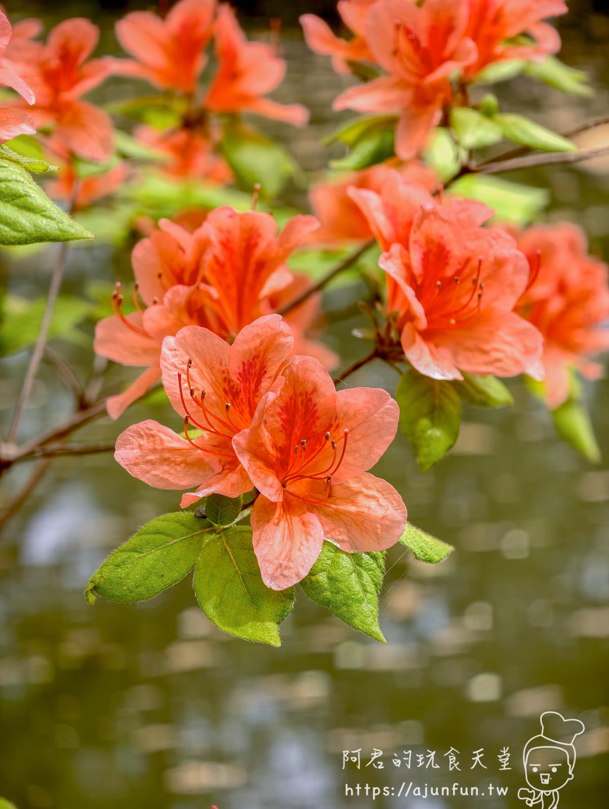 大沼公園 橘紅色杜鵑花特寫 - 阿君的玩食天堂