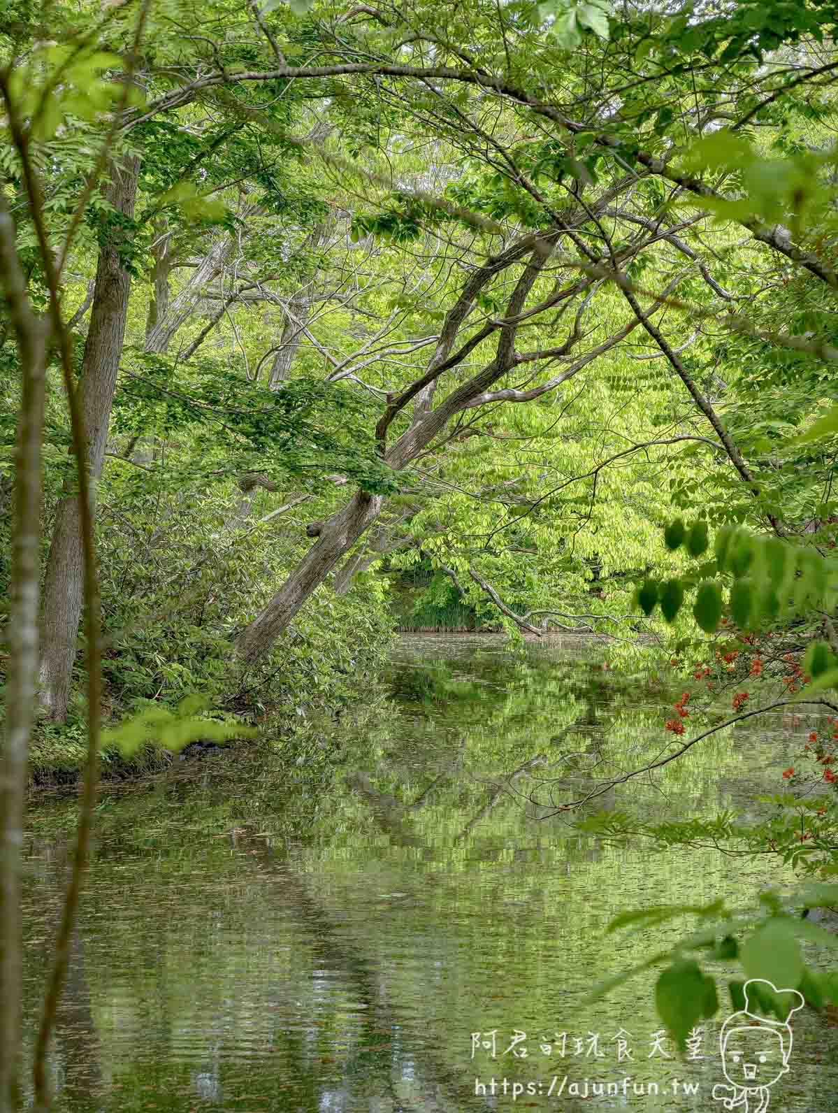 大沼公園 水塘畔綠樹倒影景色 - 阿君的玩食天堂