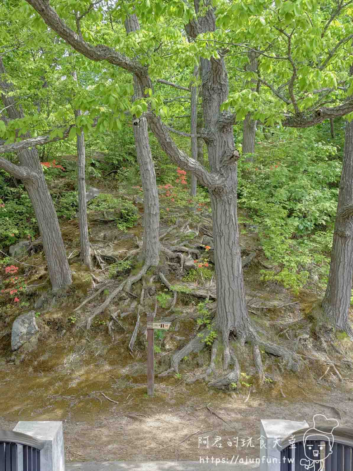大沼公園 樹根裸露的森林步道景觀 - 阿君的玩食天堂