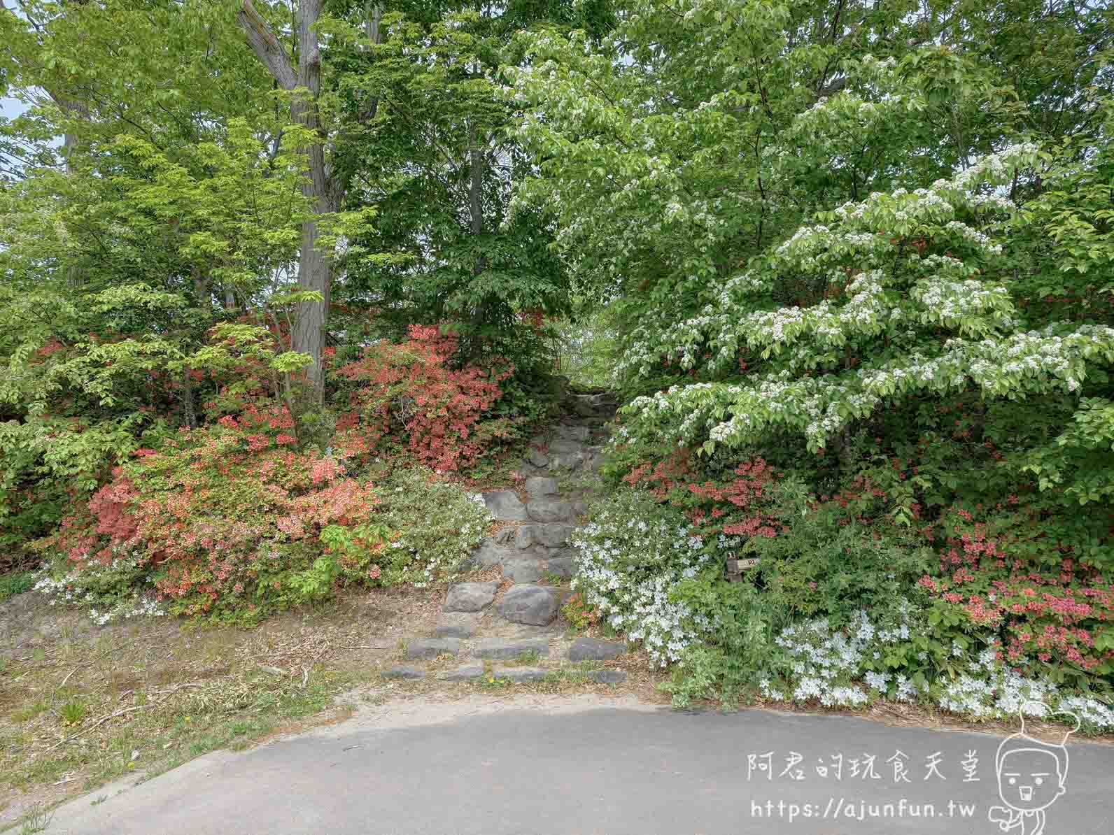 大沼公園 石階步道與盛開杜鵑花叢 - 阿君的玩食天堂