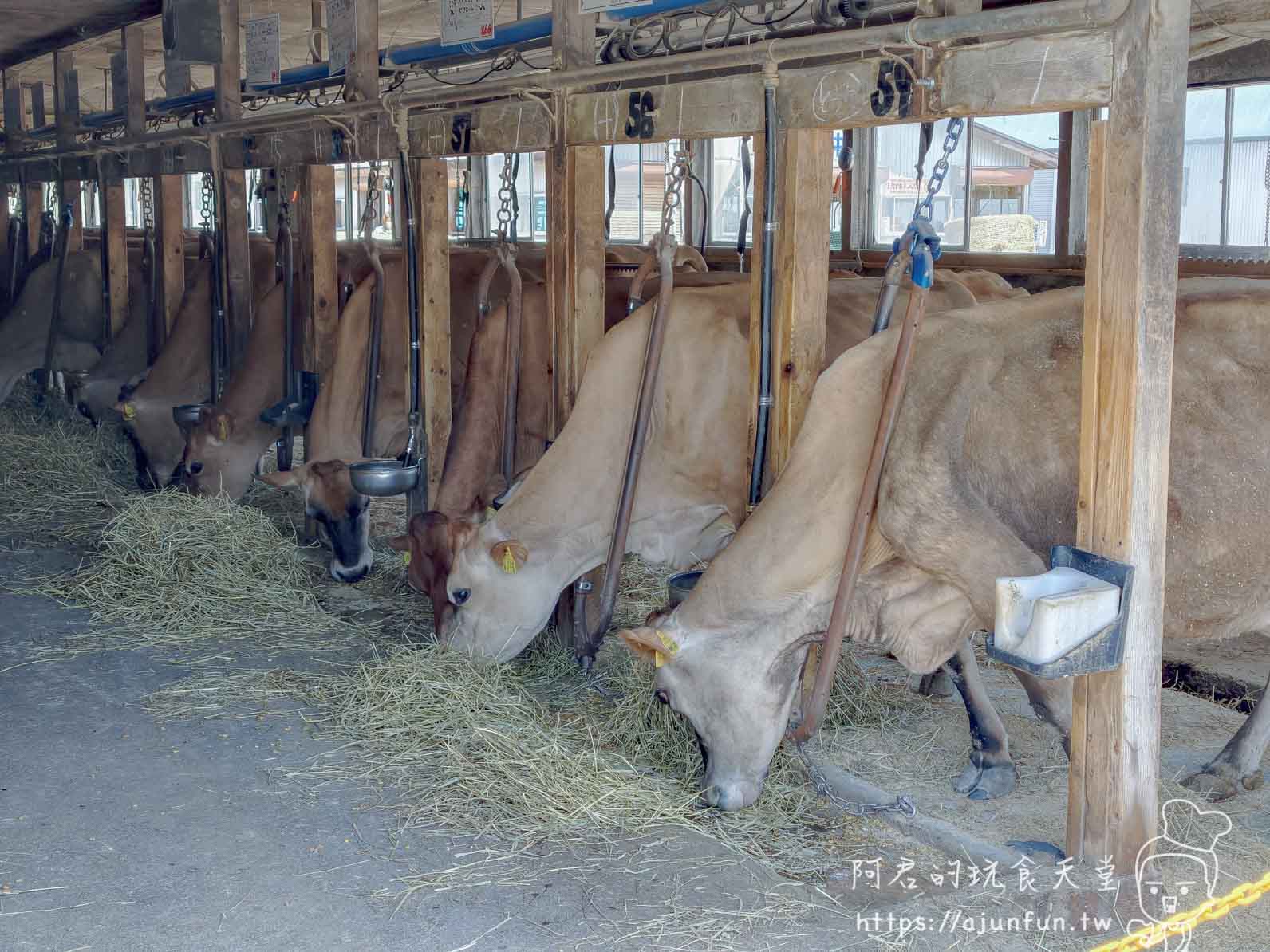 山川牧場 牛舍內澤西牛排排低頭吃乾草 - 阿君的玩食天堂