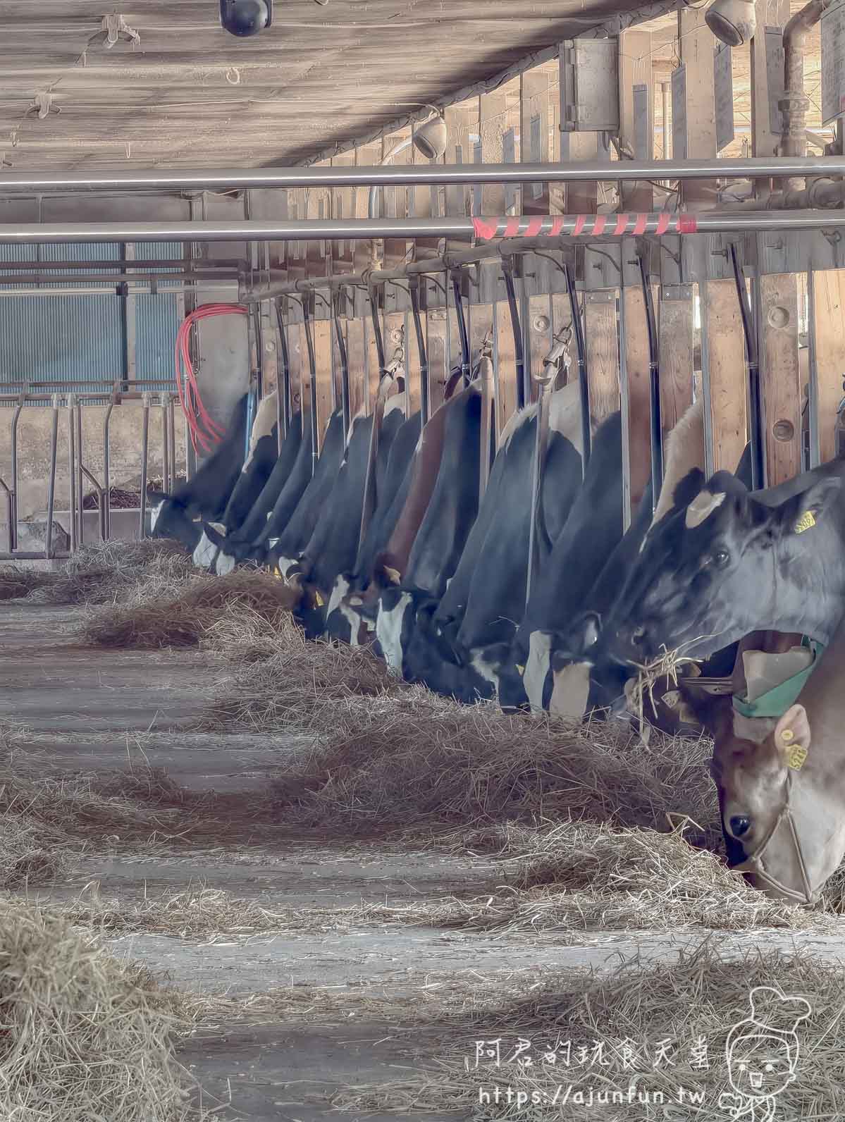 山川牧場 牛舍內乳牛並排進食實景 - 阿君的玩食天堂