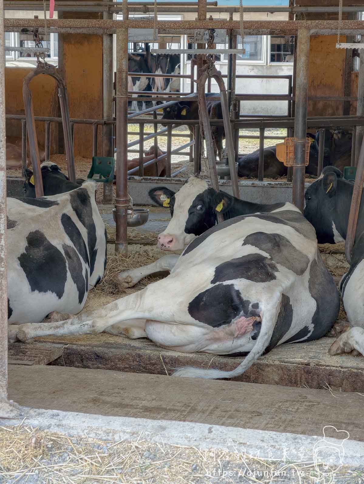 山川牧場 牛舍內乳牛臥休與個別牛位設備 - 阿君的玩食天堂