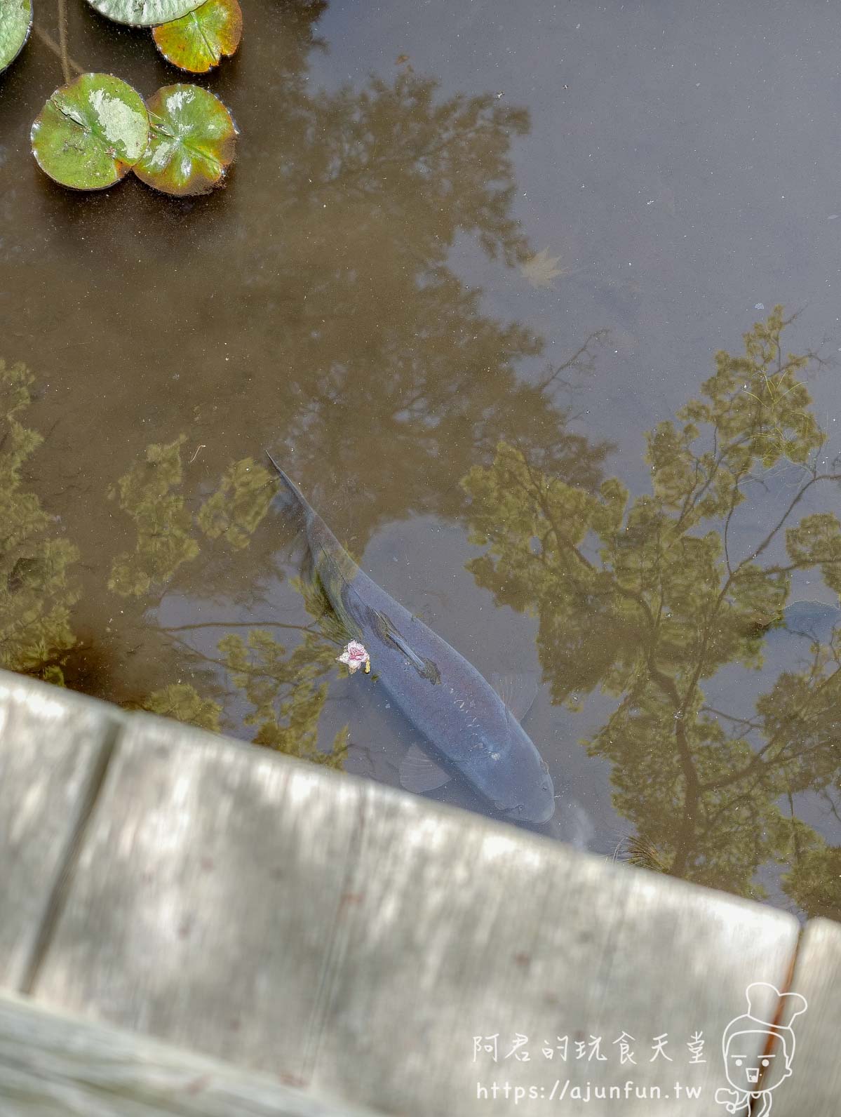 香雪園 池塘中悠游的大魚與浮水花瓣 - 阿君的玩食天堂