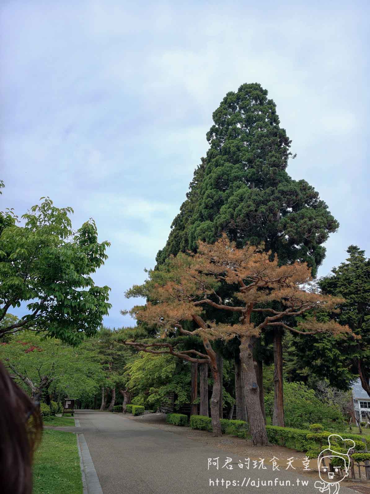 香雪園 庭園步道與高大針葉樹景觀 - 阿君的玩食天堂