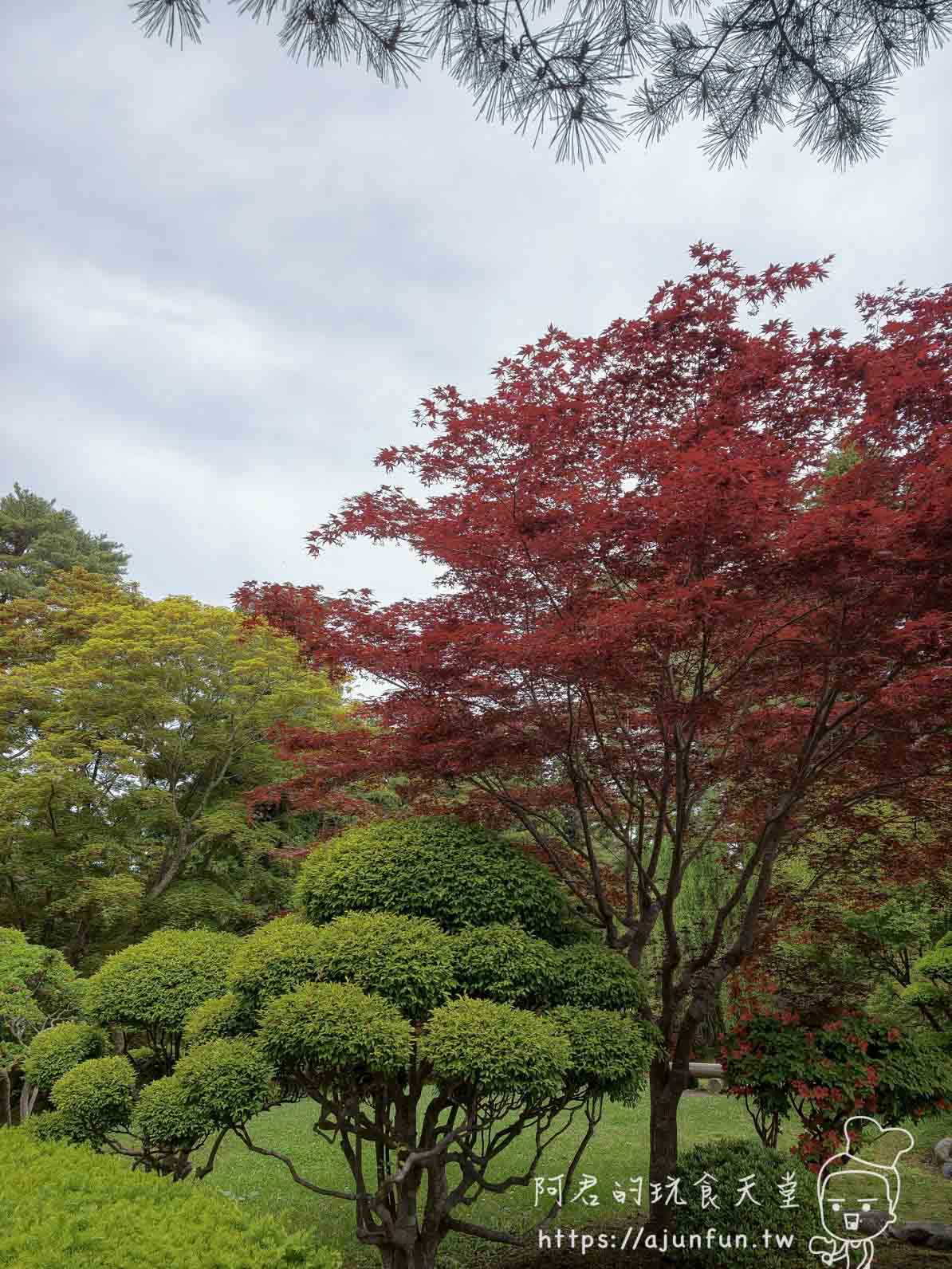 香雪園 紅葉楓樹與修剪造型灌木庭園景觀 - 阿君的玩食天堂