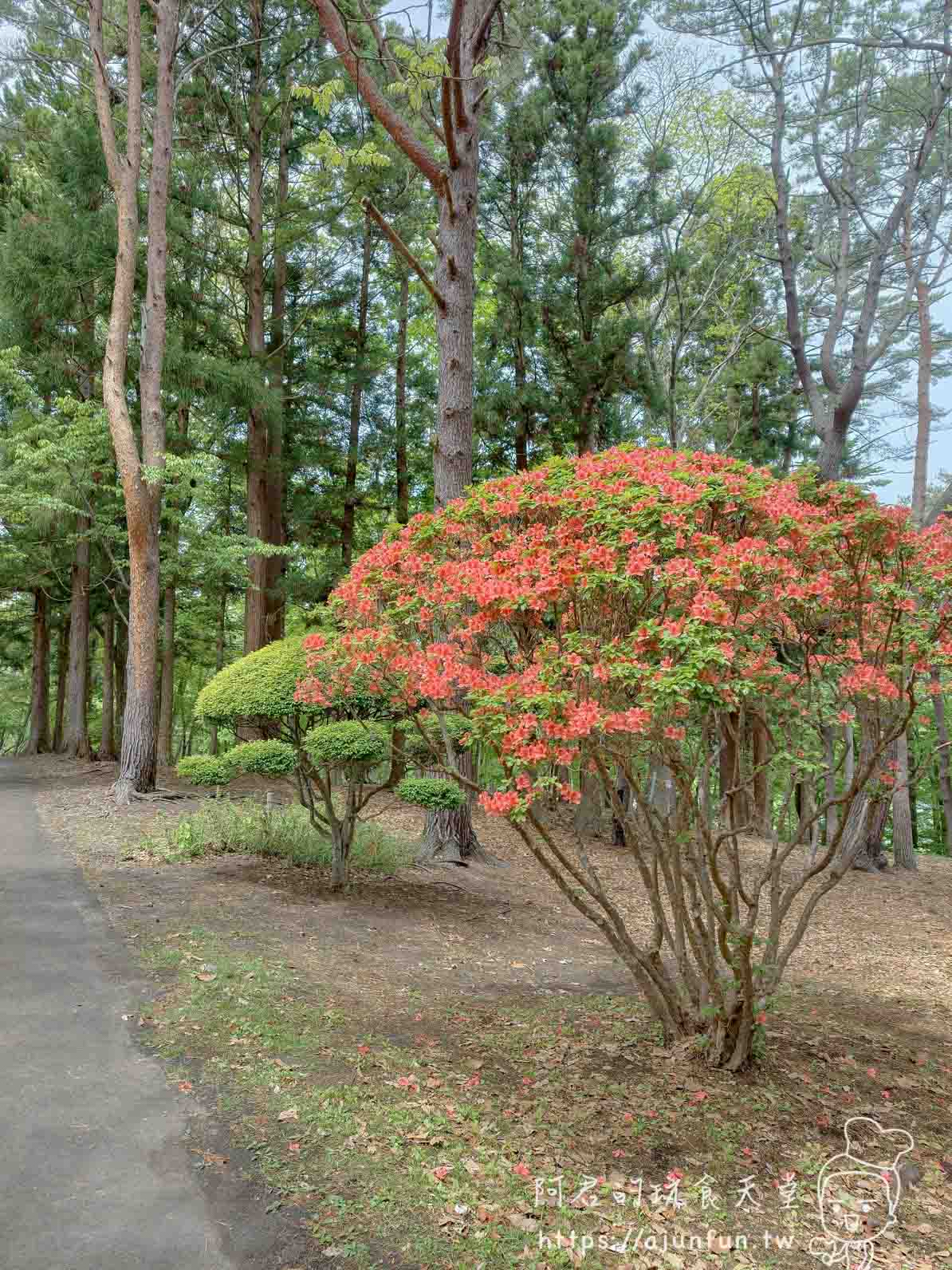 香雪園 步道旁盛開橘紅色杜鵑花叢 - 阿君的玩食天堂