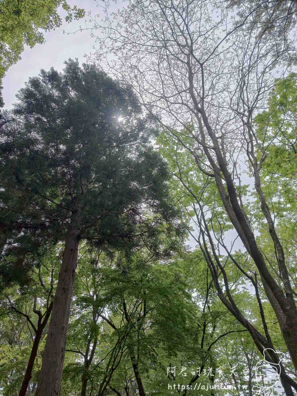 香雪園 仰拍樹林與透光針葉樹冠 - 阿君的玩食天堂