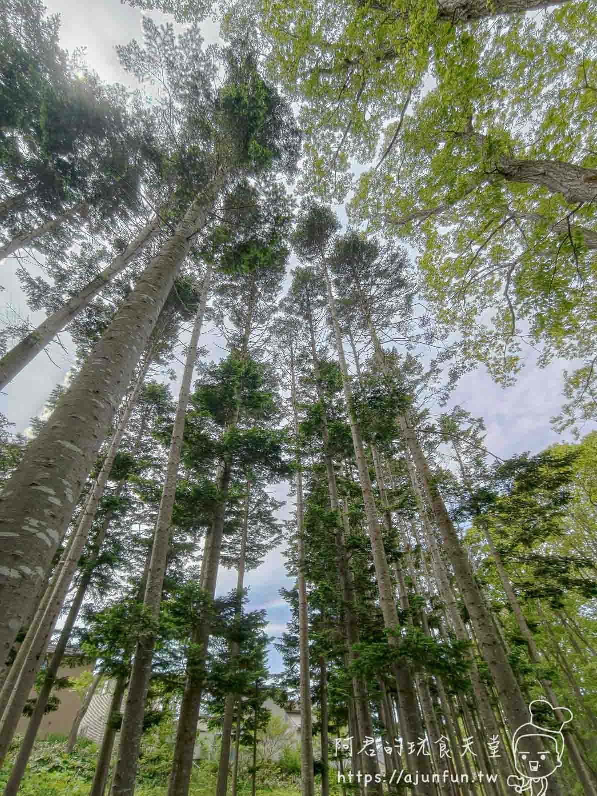 香雪園 仰角拍攝的高聳針葉林與天空 - 阿君的玩食天堂